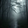 Thick dark damp woodland in dense misty fog with p