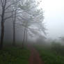 Dence woodland covered in thick fog with persisten