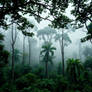 Dense overgrown Indian rainforest in monsoon seaso