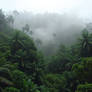 Dense overgrown Indian rainforest in monsoon seaso