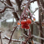 Cherry Tree