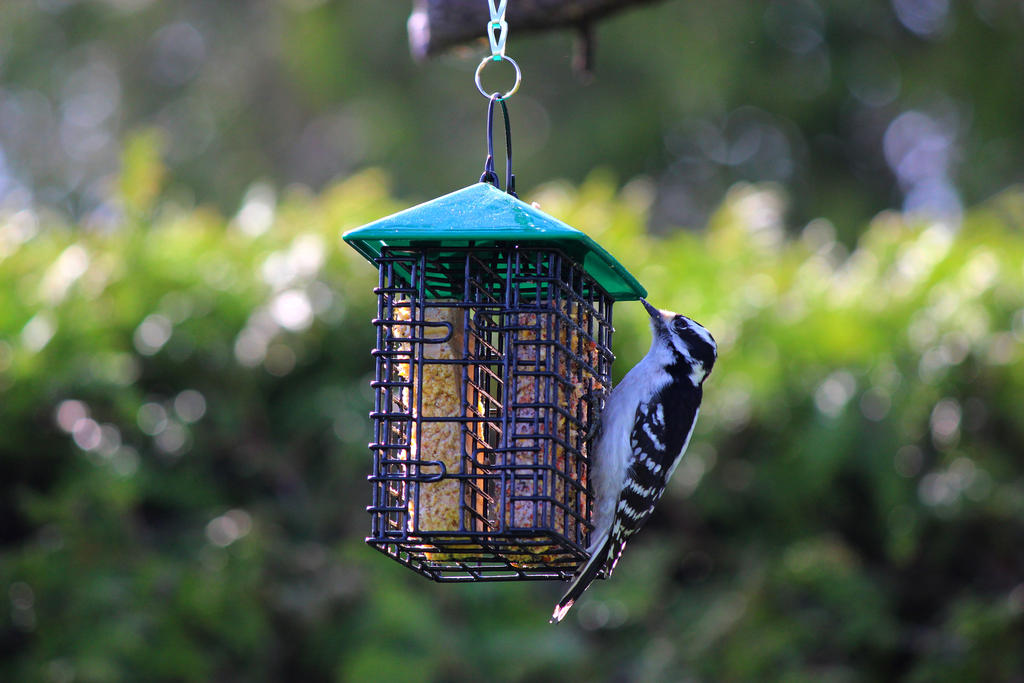 Suet Aficionado