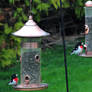 Male   Rose - breasted Grosbeak