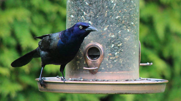 Common Grackle