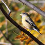 Evening Grosbeak