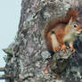 Treed Squirrel