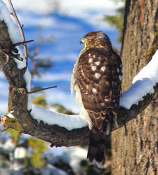 Backyard Visitor