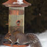 Grey Red Squirrel