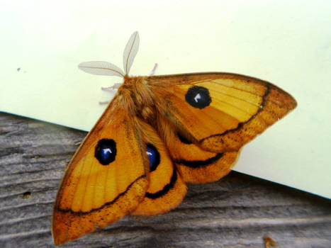 Orange butterfly with blue eyes on a sheet