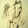 Horse Sketch