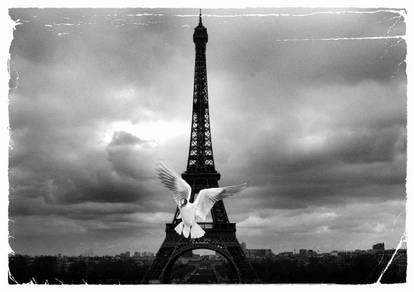 Dove in Paris