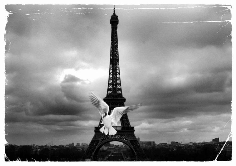 Dove in Paris