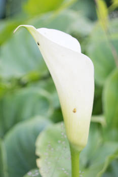 Arum Lily Number2