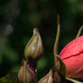 Red Rose Coming Out