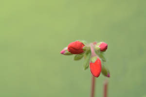 Geranium buds by ianwh