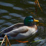 A Mallard 