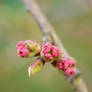 Cherry Blossom Flowers About To Bloom 3
