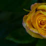 The Yellow Rose With Tinges Of Red