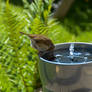 A Robin Drinking From The Solar Fountain