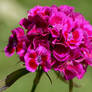 Sweet William Flower