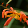 Montbretia Iris