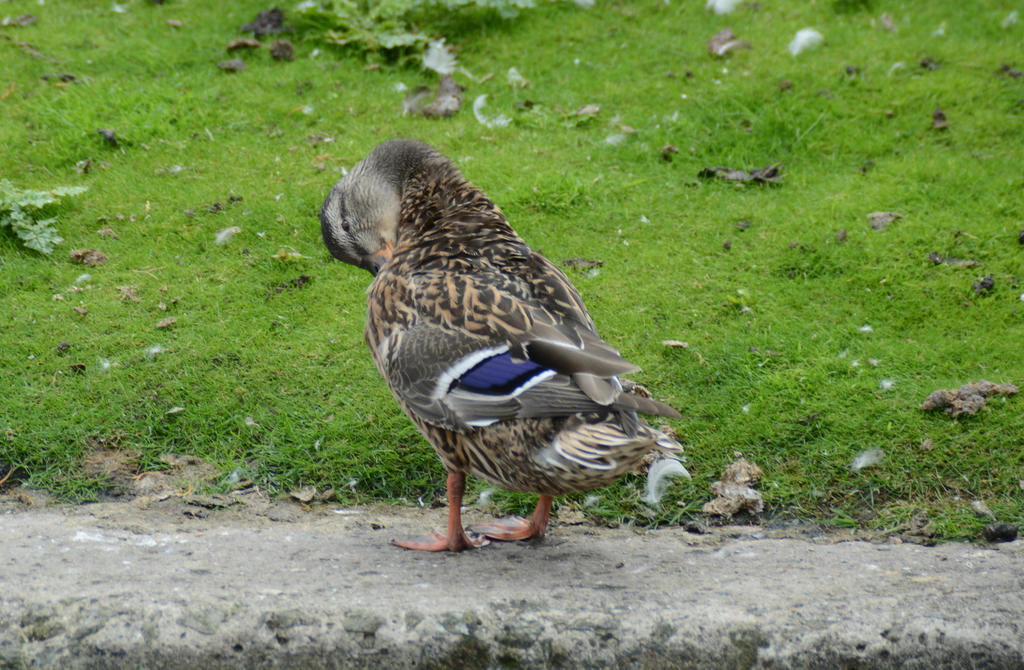 Preening by ianwh on DeviantArt