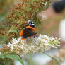 Red Admiral Amongst The Buddleia Flowers 2