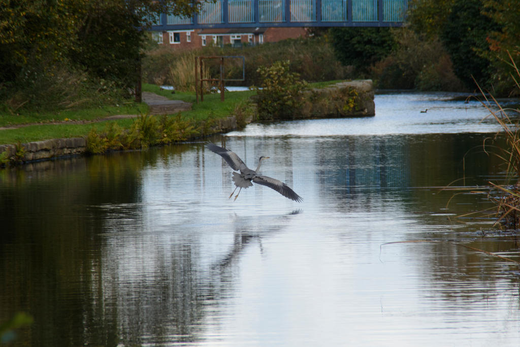 Heron Flying 1