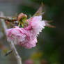 Cherry blossom opens 28th March 22