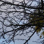 No leaves on the tree 19 November 22