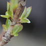 Hydrangea Leaves