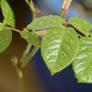 Leaves on Jamie's and Cara's after the rain