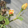 Yellow And Red Tinged Rose