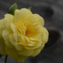 A Yellow Rose 1