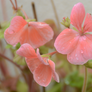 Pink Geraniums After The Rain 1