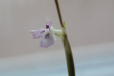 Bathroom Plant 2