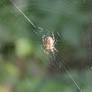 Spider Repairing His Web