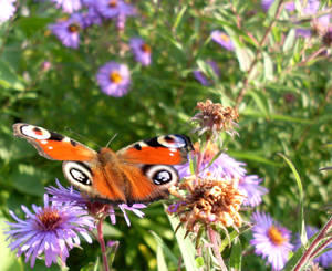 peacock butterfly