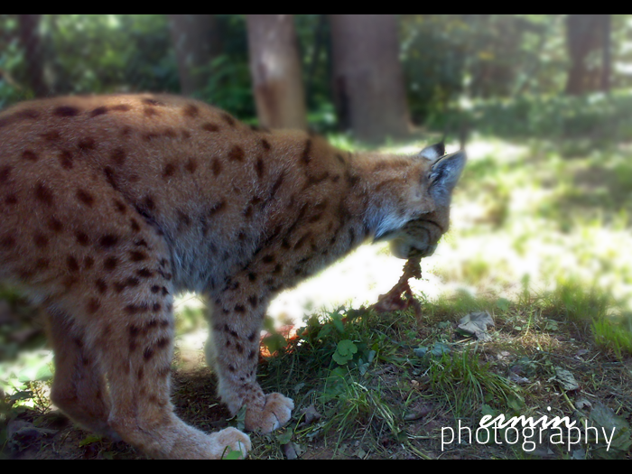 Gepard