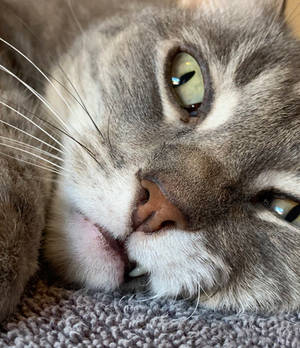 My Teef