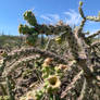 Dont Touch the Cholla