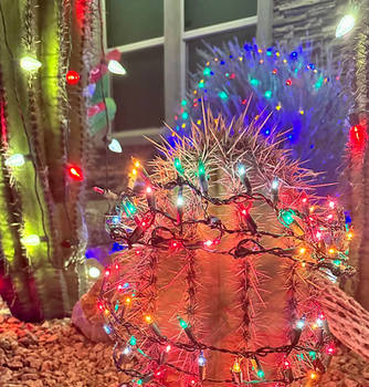 Christmas in the Desert