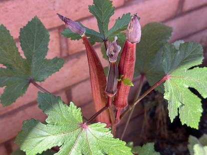 Ruby Okra