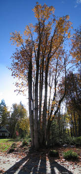 Tall Trees in the Fall