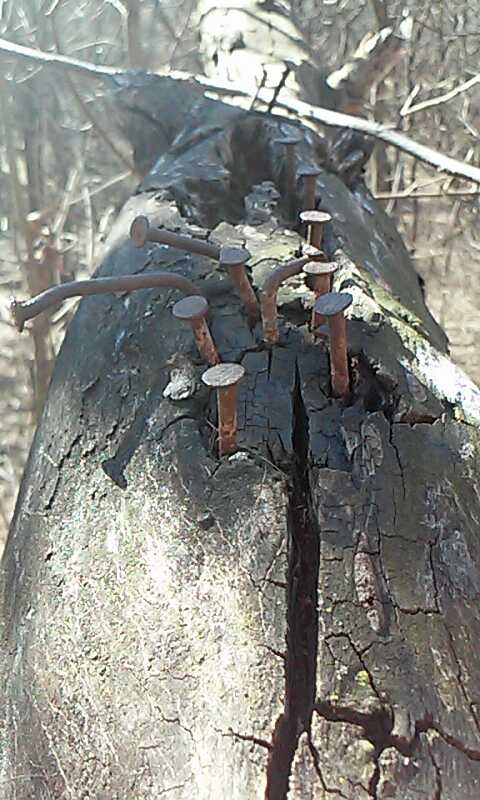 old climbing tree