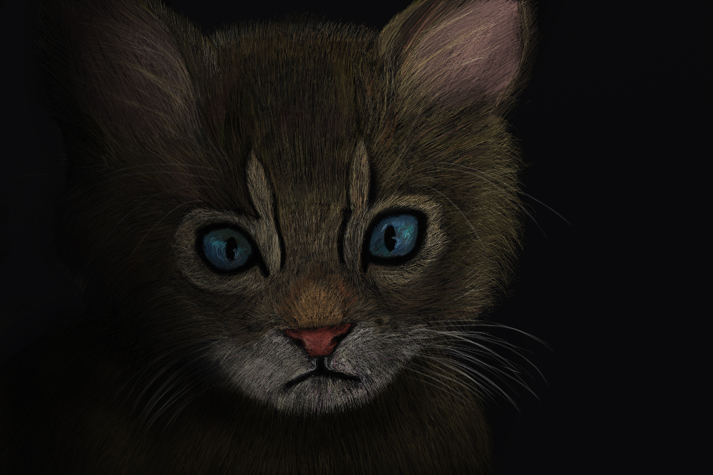 Kitten in the Darkness