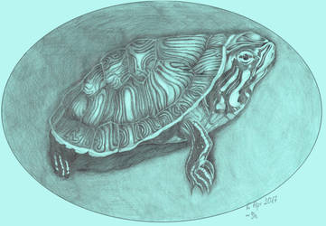 A turtle