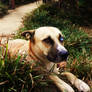 Rusty laying in Monkey Grass