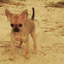 Louie in the Sand