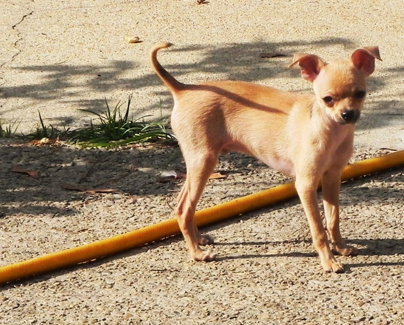 Louie in the Backyard